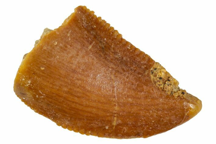 Serrated, Raptor Tooth - Real Dinosaur Tooth #273109